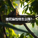 狸花猫性格怎么样？（图3）