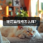 狸花猫性格怎么样？（图1）