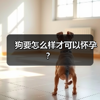 狗要怎么样才可以怀孕？（图2）
