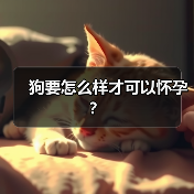 狗要怎么样才可以怀孕？（图3）