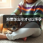 狗要怎么样才可以怀孕？（图4）