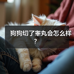 狗狗切了睾丸会怎么样？（图3）