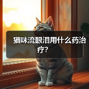 猫咪流眼泪用什么药治疗？（图2）