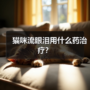 猫咪流眼泪用什么药治疗？（图1）