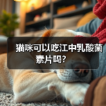 猫咪可以吃江中乳酸菌素片吗？（图1）