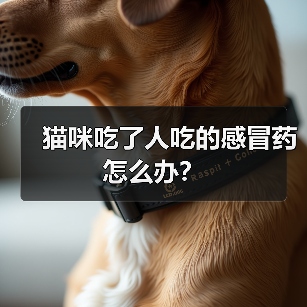 猫咪吃了人吃的感冒药怎么办？（图3）