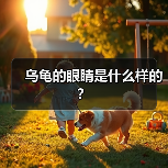 乌龟的眼睛是什么样的？（图2）