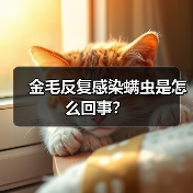 金毛反复感染螨虫是怎么回事？（图2）