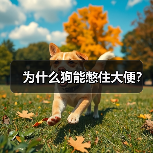 为什么狗能憋住大便？（图3）