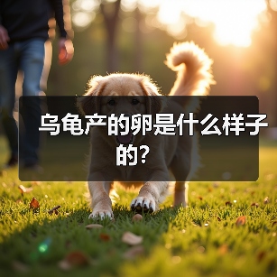 乌龟产的卵是什么样子的？（图4）