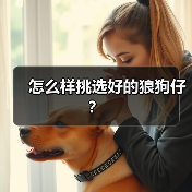 怎么样挑选好的狼狗仔？（图4）