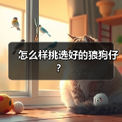怎么样挑选好的狼狗仔？（图2）