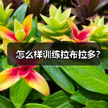 怎么样训练拉布拉多?(图4) 怎么样训练拉布拉多?(图4)