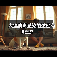 犬瘟病毒感染的途径有哪些？（图3）