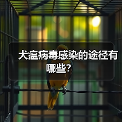 犬瘟病毒感染的途径有哪些？（图2）