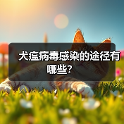 犬瘟病毒感染的途径有哪些？（图4）