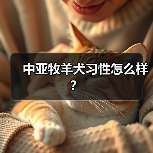 中亚牧羊犬习性怎么样？（图2）