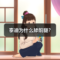 泰迪为什么舔前腿？（图3）