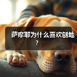 萨摩耶为什么喜欢刨地？（图4）
