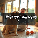 萨摩耶为什么喜欢刨地？（图3）