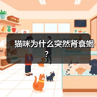 猫咪为什么突然肾衰竭？（图4）