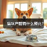 猫咪产前有什么预兆？（图2）
