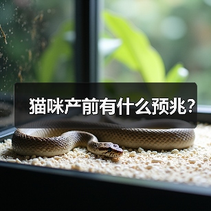 猫咪产前有什么预兆？（图3）