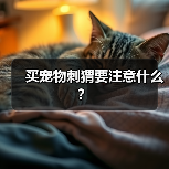 买宠物刺猬要注意什么？（图2）