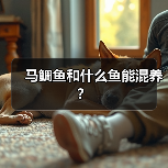 马鲷鱼和什么鱼能混养？（图1）
