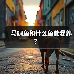 马鲷鱼和什么鱼能混养？（图2）
