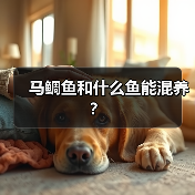 马鲷鱼和什么鱼能混养？（图3）