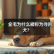 金毛为什么被称为寻回犬？（图2）
