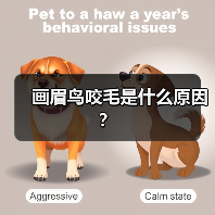 画眉鸟咬毛是什么原因？（图4）