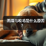 画眉鸟咬毛是什么原因？（图2）