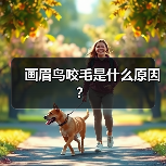画眉鸟咬毛是什么原因？（图3）