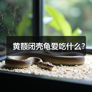黄额闭壳龟爱吃什么？（图2）