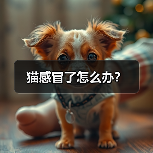 猫感冒了怎么办？（图1）