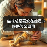 猫咪总是喜欢在凌晨叫唤是怎么回事（图3）