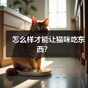 怎么样才能让猫咪吃东西？（图4）