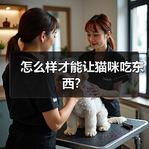 怎么样才能让猫咪吃东西？（图1）