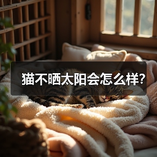 猫不晒太阳会怎么样？（图3）
