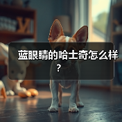 蓝眼睛的哈士奇怎么样？（图3）