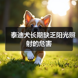 泰迪犬长期缺乏阳光照射的危害（图3）
