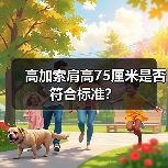 高加索肩高75厘米是否符合标准？（图2）