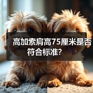高加索肩高75厘米是否符合标准？（图1）