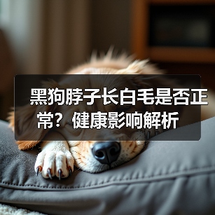 黑狗脖子长白毛是否正常？健康影响解析（图2）