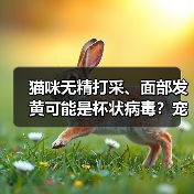 猫咪无精打采、面部发黄可能是杯状病毒？宠物主人速看！（图1）