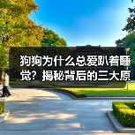 狗狗为什么总爱趴着睡觉？揭秘背后的三大原因（图3）