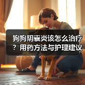 狗狗阴囊炎该怎么治疗？用药方法与护理建议全解析（图3）