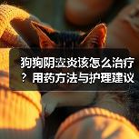 狗狗阴囊炎该怎么治疗？用药方法与护理建议全解析（图2）